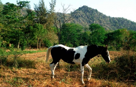 Bhavani Villa in Stable of Marwari Horses Activity