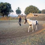 Bhavani Villa in Stable of Marwari Horses Activity